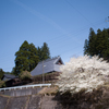 川辺の桜