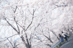 桜道