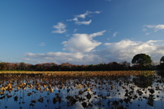 枯蓮と青空