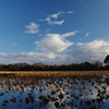 枯蓮と青空