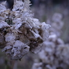 枯れ紫陽花