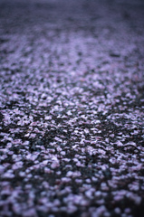sakura à la carte