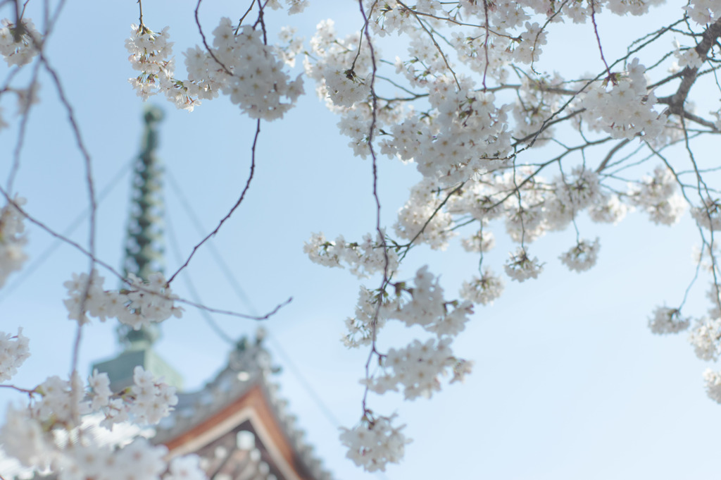 sakura et cetera