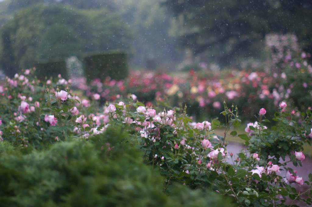 雨の薔薇園