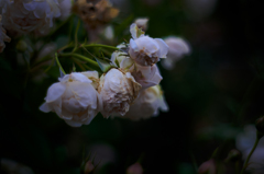 Withered roses 08