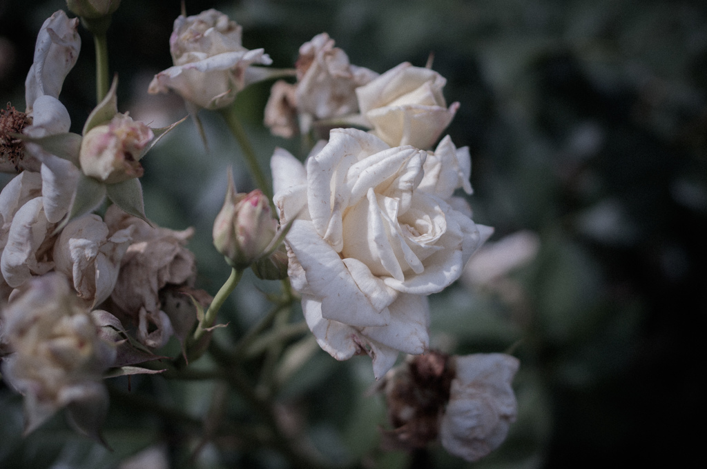 withered rose 05