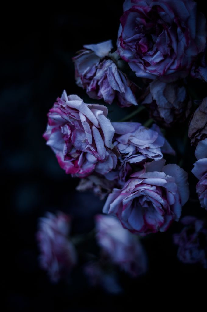 Withered roses 04