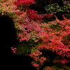 紅葉錦
