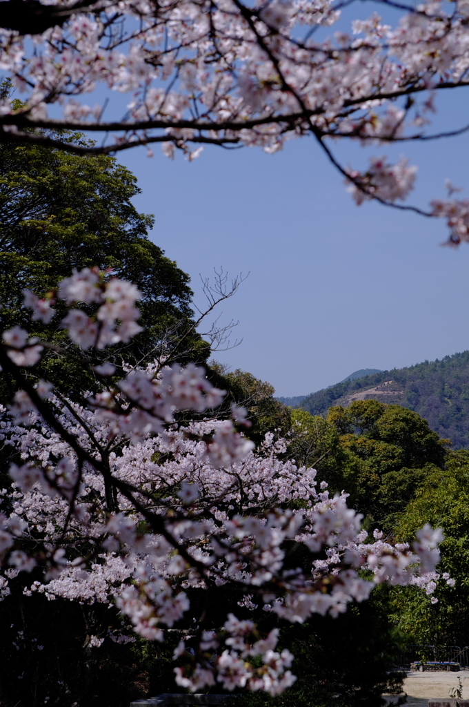 左の大