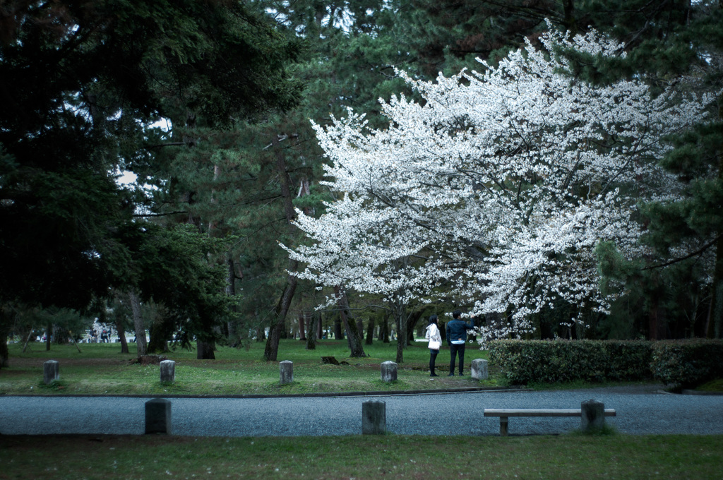 sakura à la carte