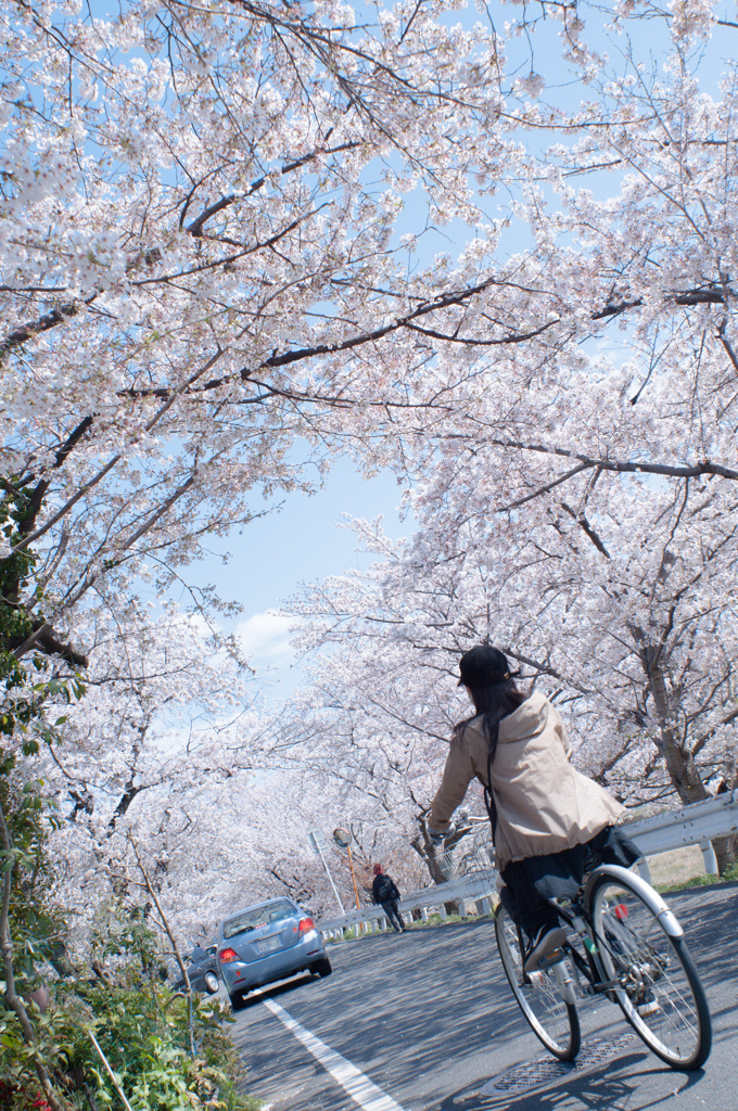 sakura