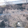 hikari