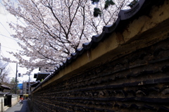 瓦塀の桜
