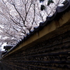 瓦塀の桜