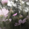 秋桜13