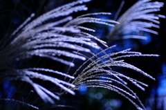 藍穂