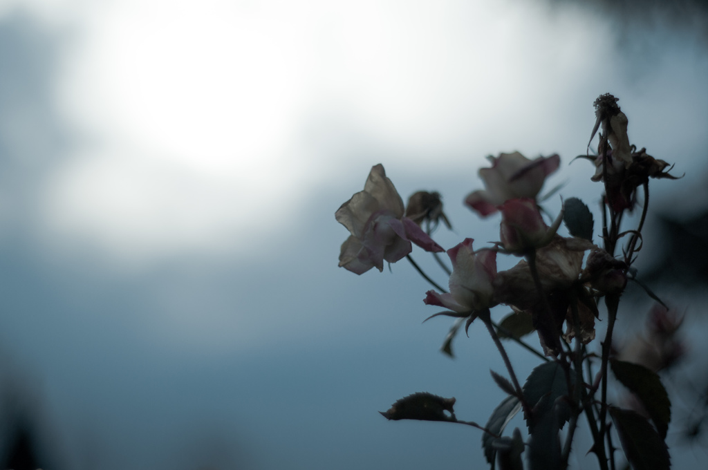 Withered roses