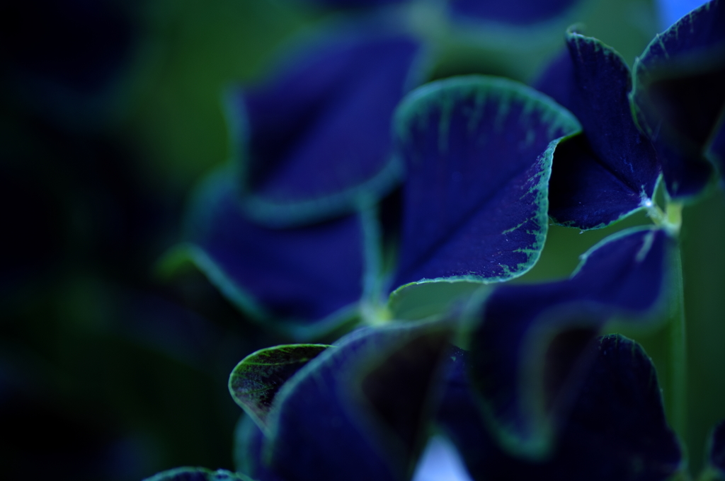 春花3