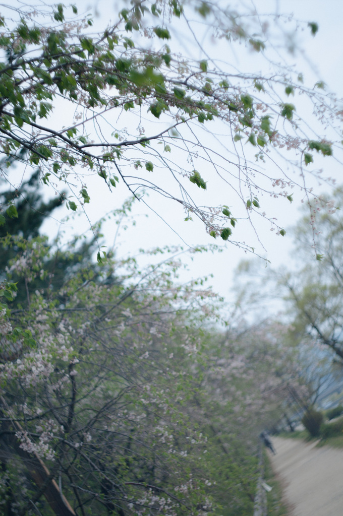 葉桜へ