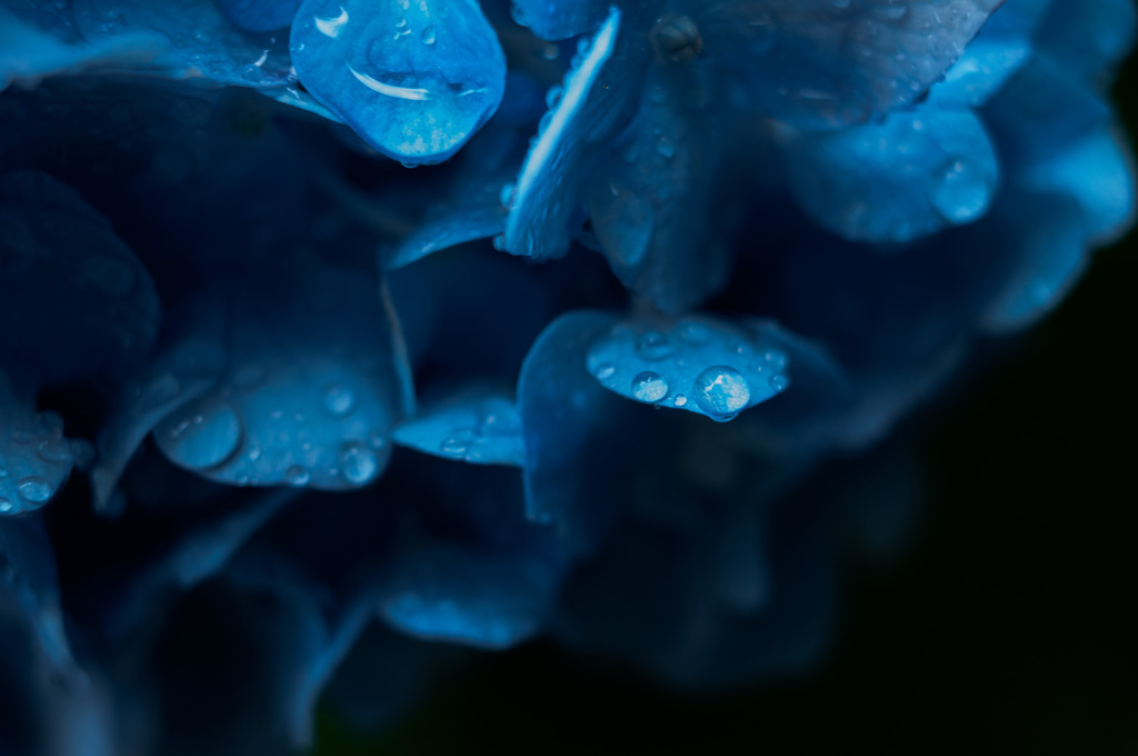 雨に咲く