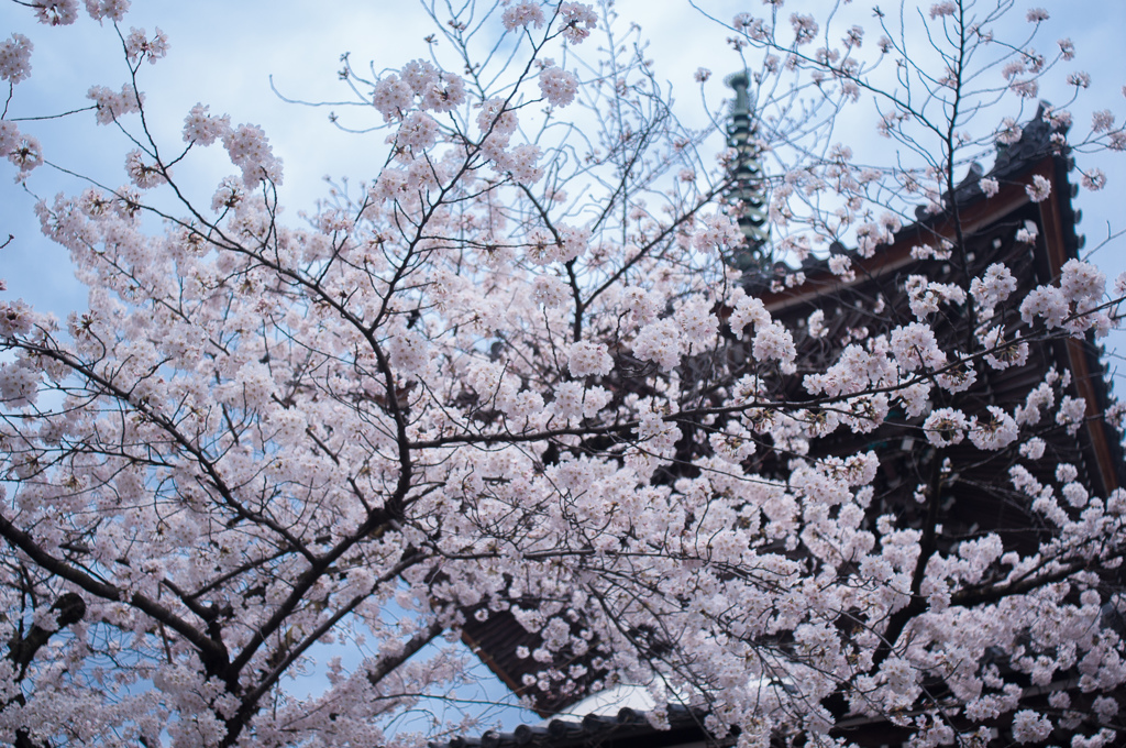 sakura à la carte
