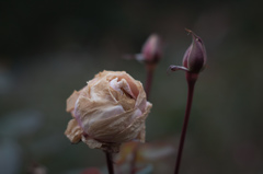 Withered roses