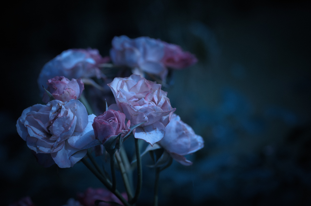 withered rose 13