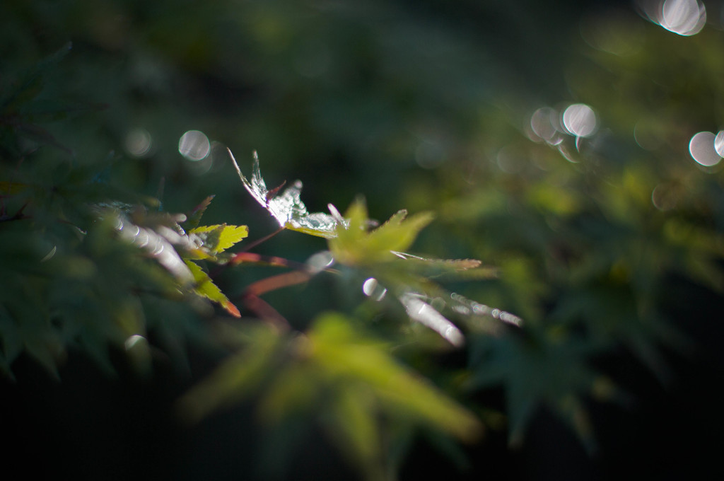 雨上がり