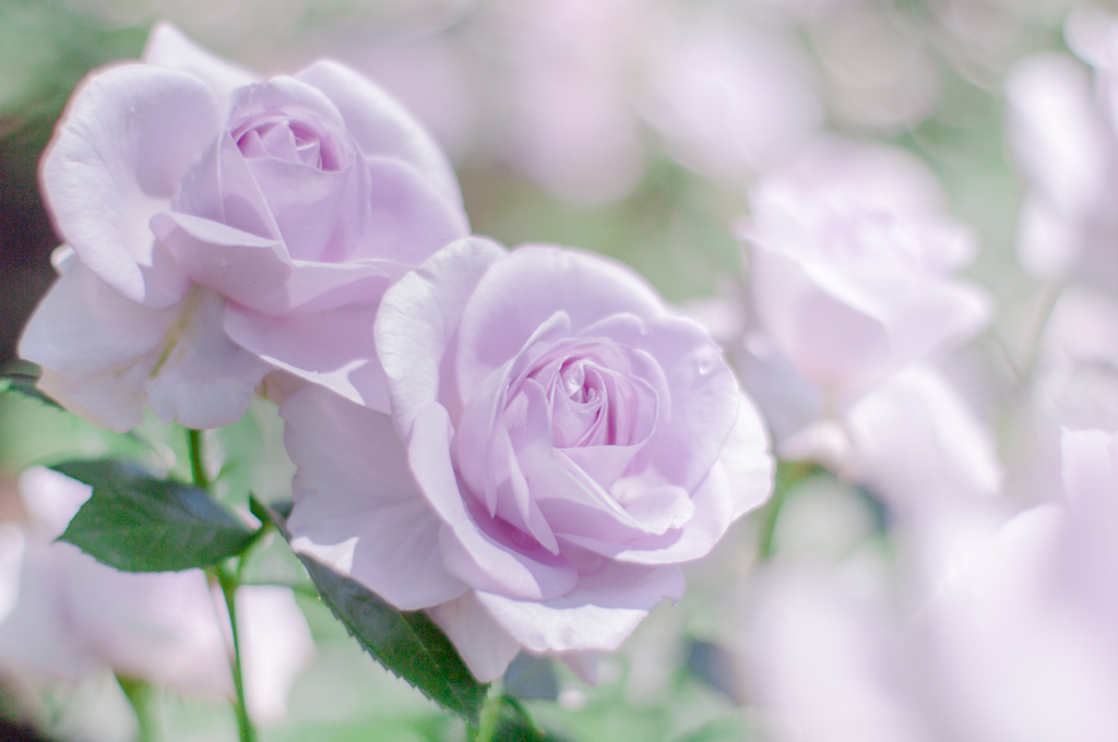 rose collection 10