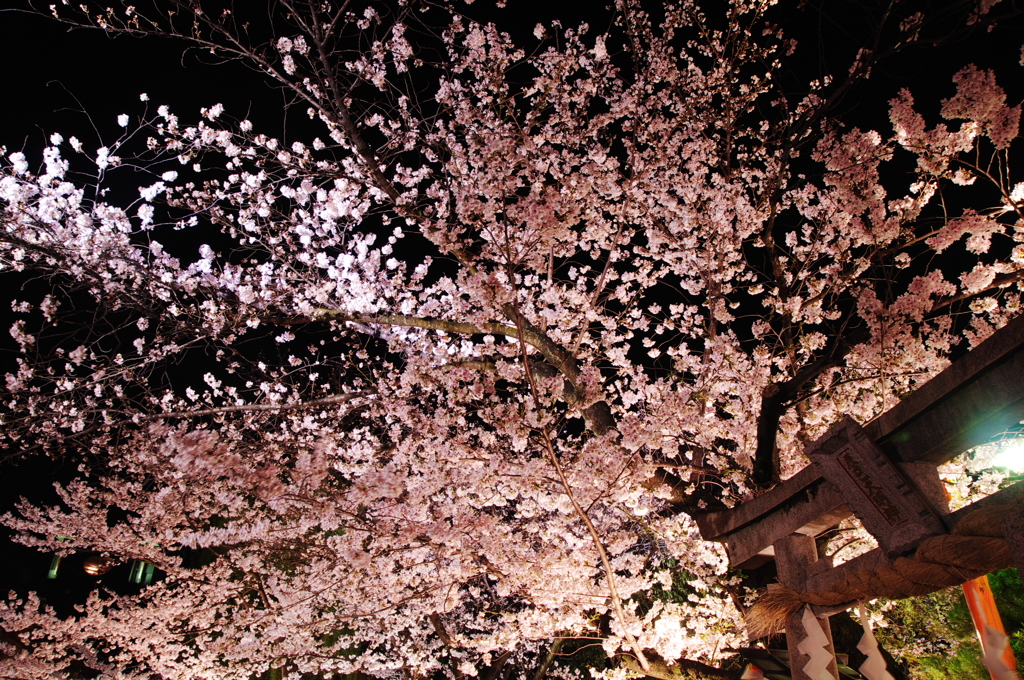 辰巳夜桜