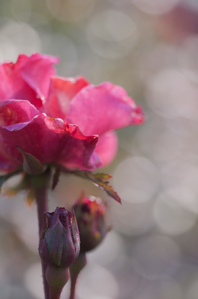 極月の薔薇
