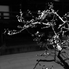 一梅