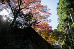 参道の陽