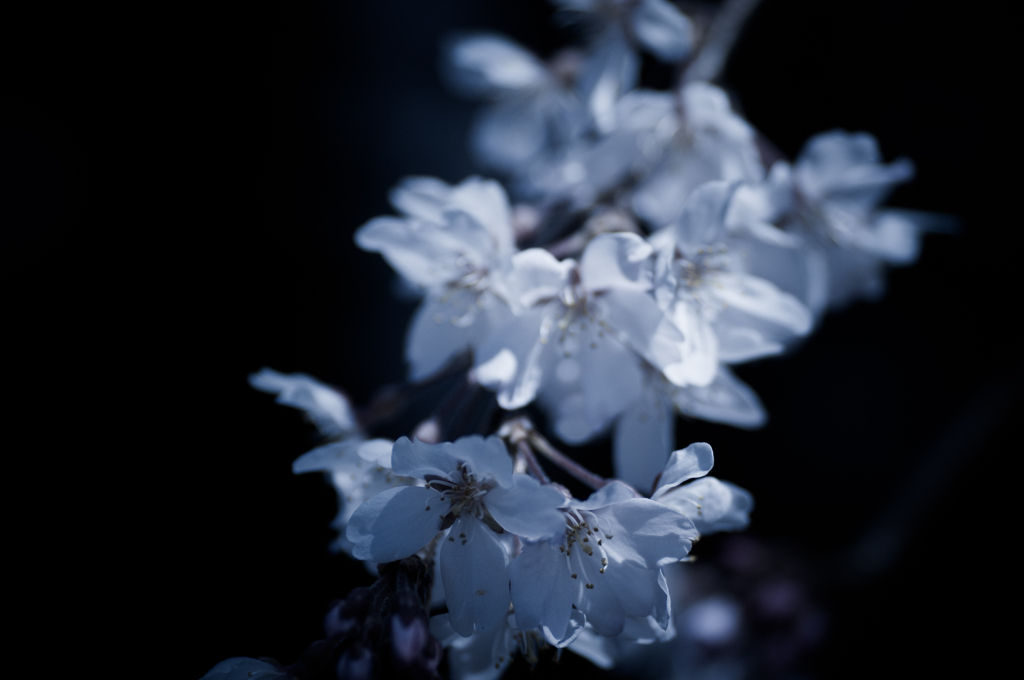 sakura et cetera 11