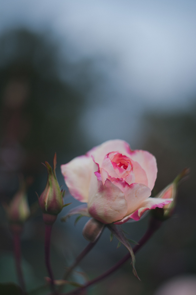 極月の薔薇