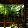 竹林の坪庭