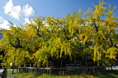 水吹き銀杏