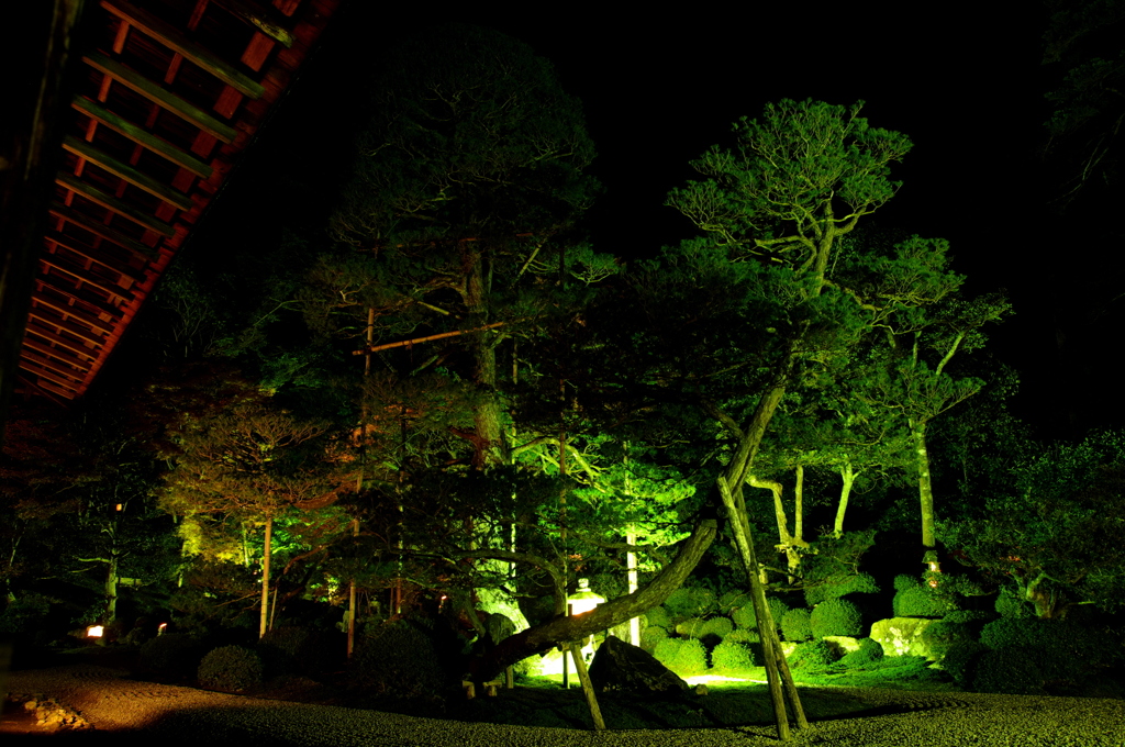 秋夜の鶴
