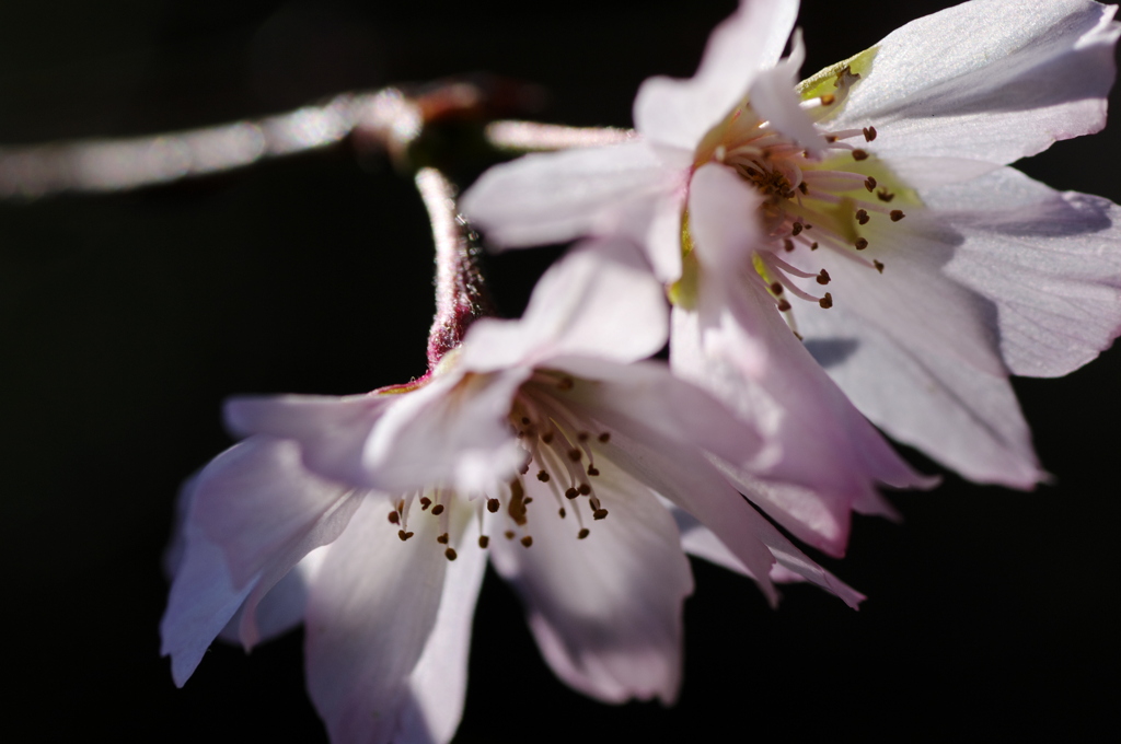 初冬の桜