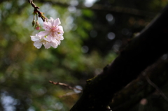 桜好き