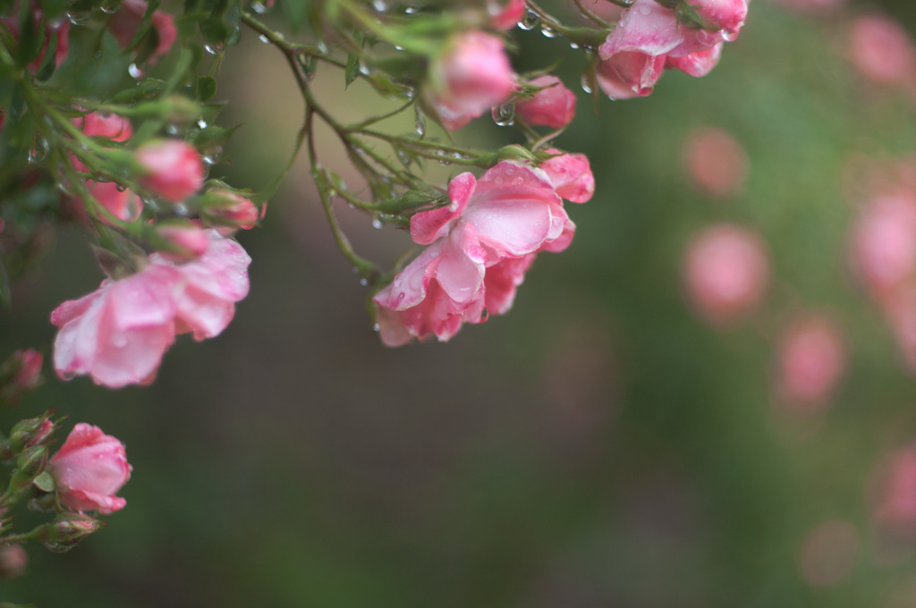 雨の薔薇園