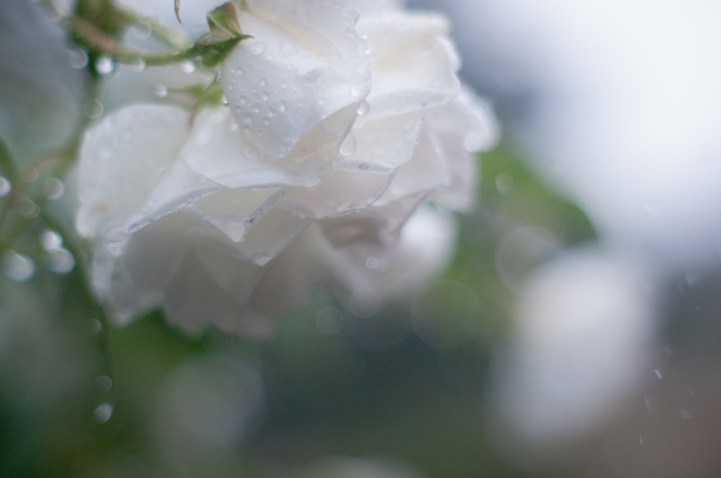 雨の薔薇園