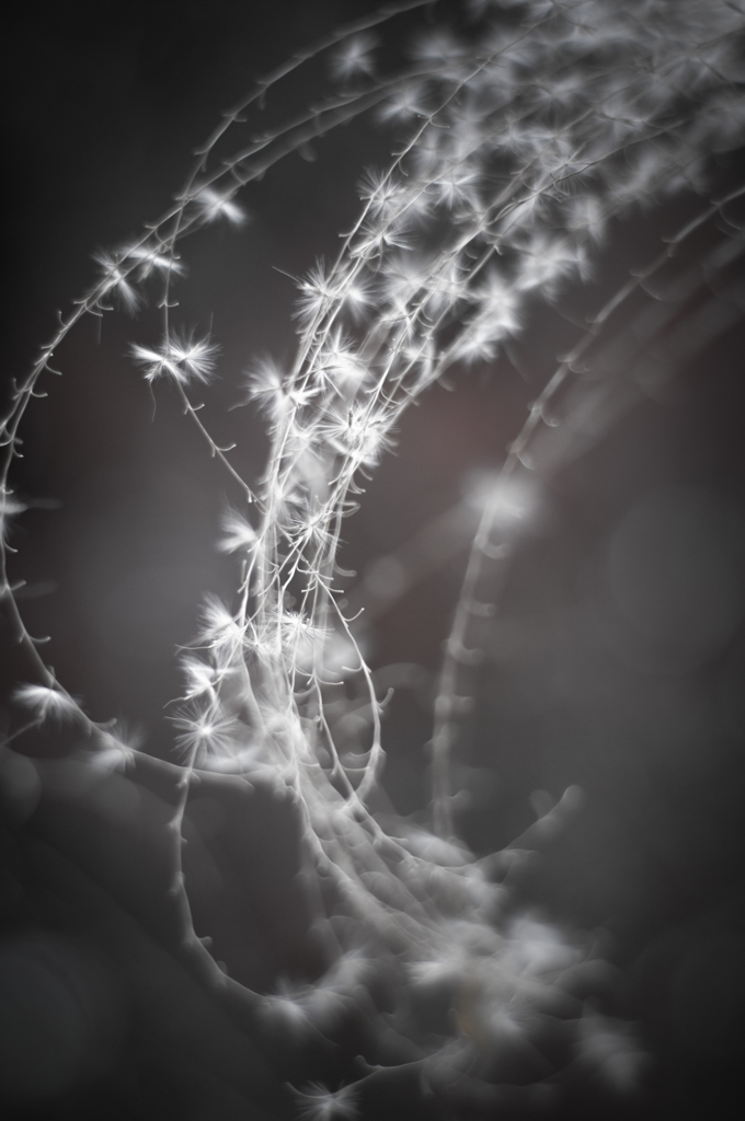 miscanthus 7