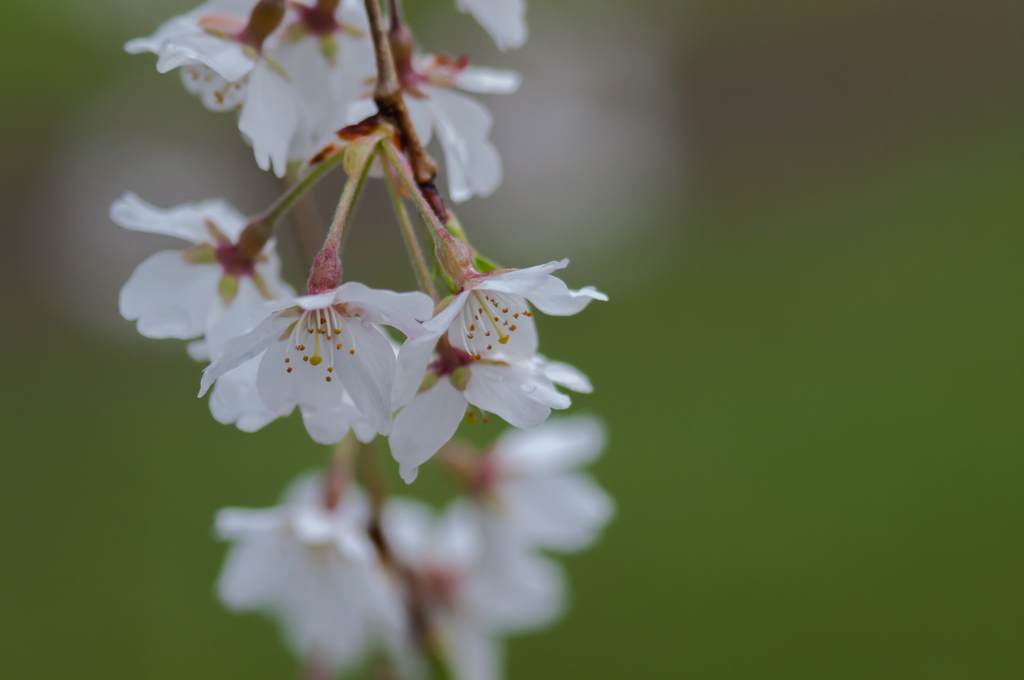 sakura et cetera 4