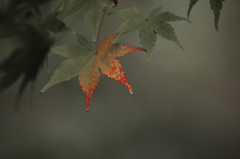 紅走り