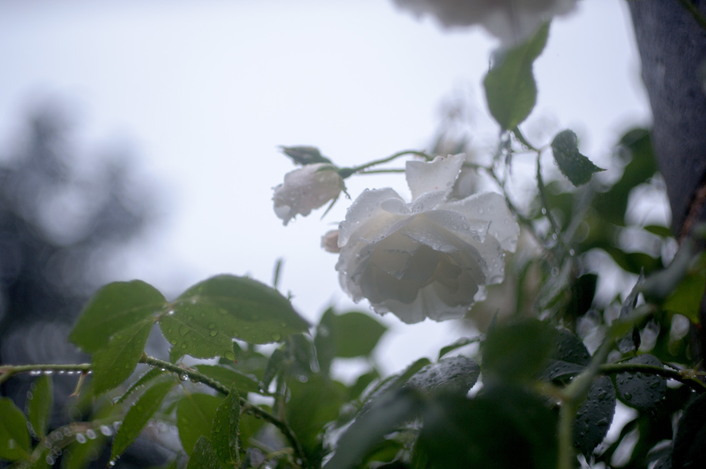 雨の薔薇園