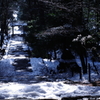 残雪の参道