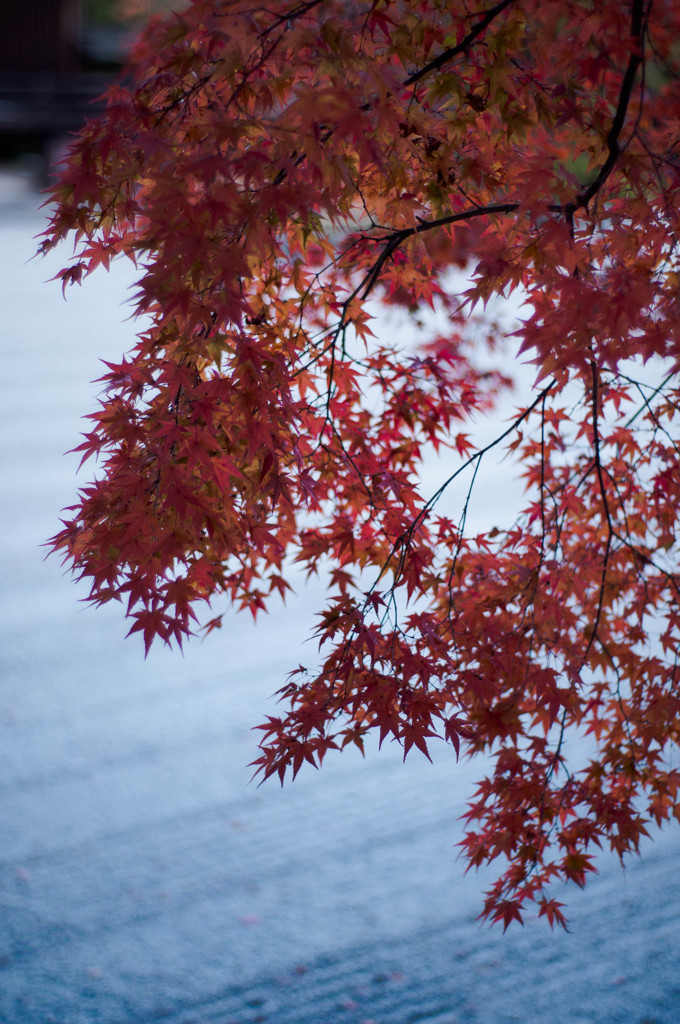 海と紅葉