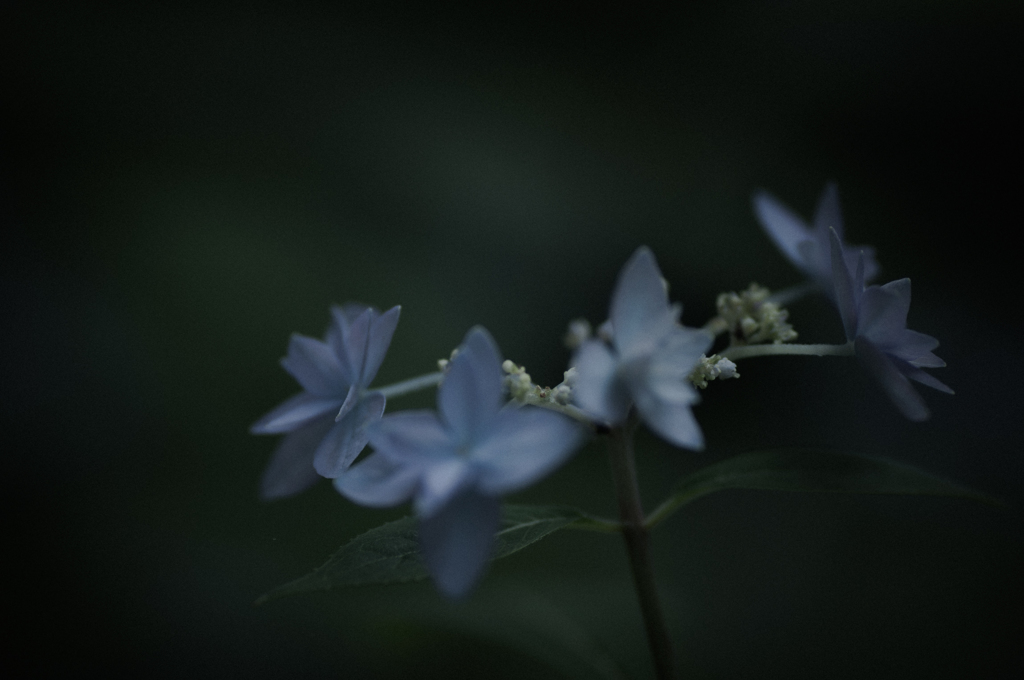 aji-sai.01