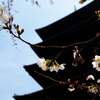 桜と塔